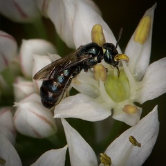 Ceratina calcarata