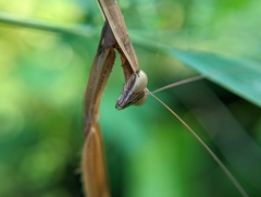 Tenodera sinensis