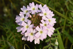 Glandularia berteroi