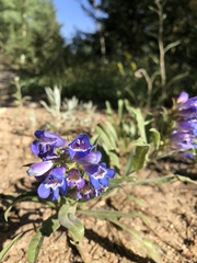 Penstemon glaber