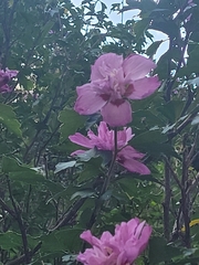 Hibiscus syriacus
