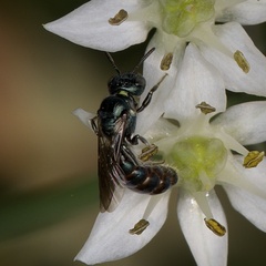 Ceratina calcarata