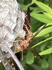 Polistes bellicosus