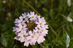Glandularia berteroi