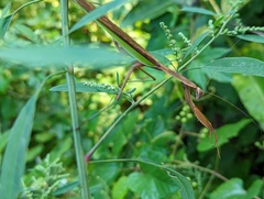 Tenodera sinensis