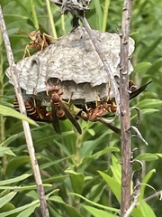Polistes bellicosus
