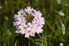 Glandularia berteroi