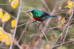 Cinnyris chloropygius orphogaster