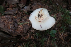Russula cerolens