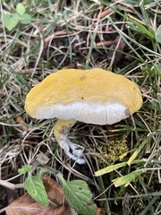 Caloboletus radicans