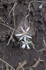 Euphorbia radians