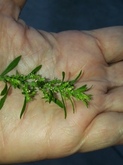 Dysphania ambrosioides