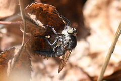 Machimus intermedius