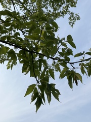 Quercus muehlenbergii