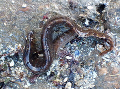 Pholis gunnellus