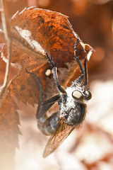 Machimus intermedius