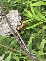 Polistes bellicosus