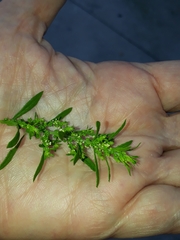 Dysphania ambrosioides