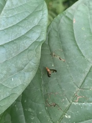 Toxonevra superba