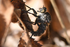 Machimus intermedius