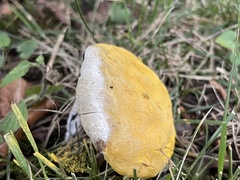 Caloboletus radicans