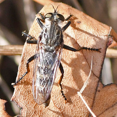 Machimus intermedius
