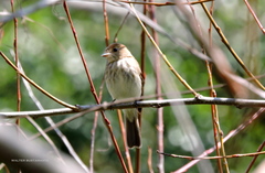 Myiophobus fasciatus