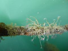 Ectopleura crocea