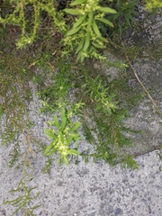 Dysphania ambrosioides