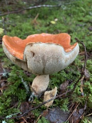 Leccinum