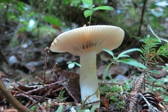Russula cerolens