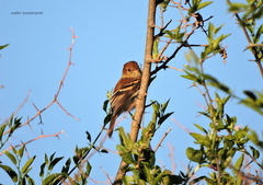Myiophobus fasciatus