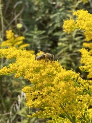 Apis mellifera