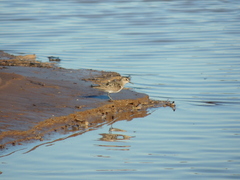 Calidris fuscicollis