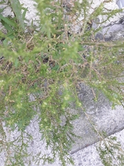 Dysphania ambrosioides