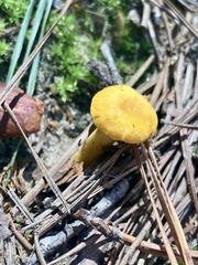 Cantharellus minor