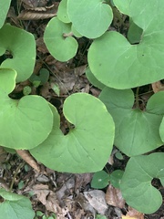 Asarum
