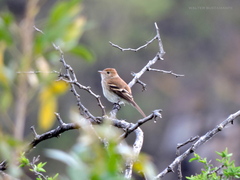 Myiophobus fasciatus