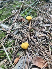 Cantharellus minor