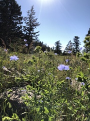 Linum lewisii