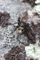Laphria gibbosa