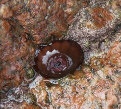 Actinia equina