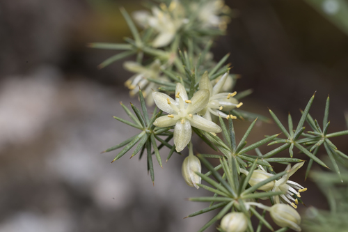 Asparagus aphyllus (Asparagus aphyllus)