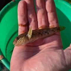 Neogobius melanostomus