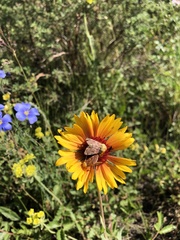 Linum lewisii