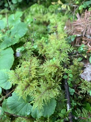 Hylocomium splendens