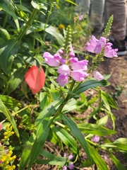 Physostegia virginiana
