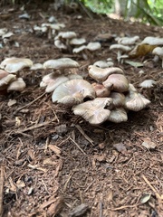 Lactarius subpurpureus