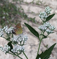 Callophrys gryneus
