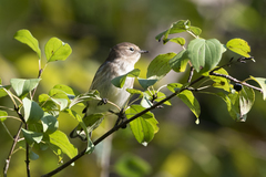 Setophaga coronata coronata